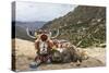 Yak in Drak Yerpa, Tibet, China, Asia-Thomas L-Stretched Canvas
