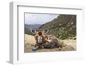 Yak in Drak Yerpa, Tibet, China, Asia-Thomas L-Framed Premium Photographic Print