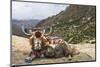 Yak in Drak Yerpa, Tibet, China, Asia-Thomas L-Mounted Premium Photographic Print