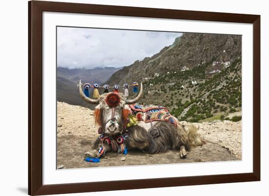 Yak in Drak Yerpa, Tibet, China, Asia-Thomas L-Framed Photographic Print