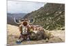 Yak in Drak Yerpa, Tibet, China, Asia-Thomas L-Mounted Photographic Print