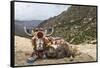 Yak in Drak Yerpa, Tibet, China, Asia-Thomas L-Framed Stretched Canvas