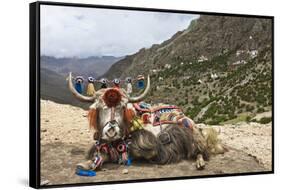 Yak in Drak Yerpa, Tibet, China, Asia-Thomas L-Framed Stretched Canvas