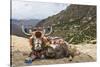 Yak in Drak Yerpa, Tibet, China, Asia-Thomas L-Stretched Canvas