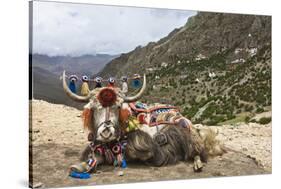 Yak in Drak Yerpa, Tibet, China, Asia-Thomas L-Stretched Canvas