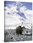 Yak in Front of Mount Everest-Michael Brown-Stretched Canvas