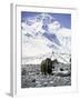 Yak in Front of Mount Everest-Michael Brown-Framed Premium Photographic Print
