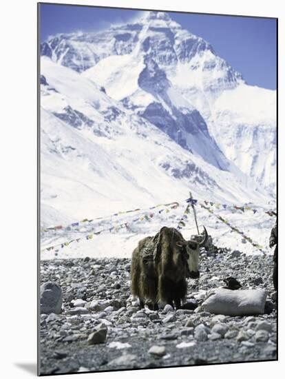 Yak in Front of Mount Everest-Michael Brown-Mounted Premium Photographic Print