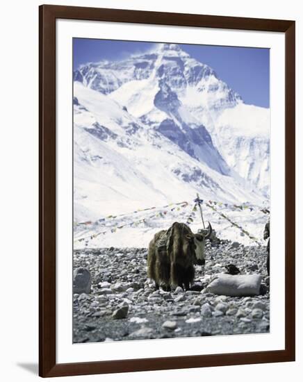 Yak in Front of Mount Everest-Michael Brown-Framed Premium Photographic Print