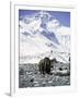 Yak in Front of Mount Everest-Michael Brown-Framed Premium Photographic Print