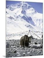 Yak in Front of Mount Everest-Michael Brown-Mounted Premium Photographic Print