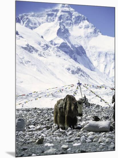 Yak in Front of Mount Everest-Michael Brown-Mounted Premium Photographic Print