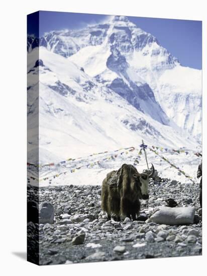 Yak in Front of Mount Everest-Michael Brown-Stretched Canvas