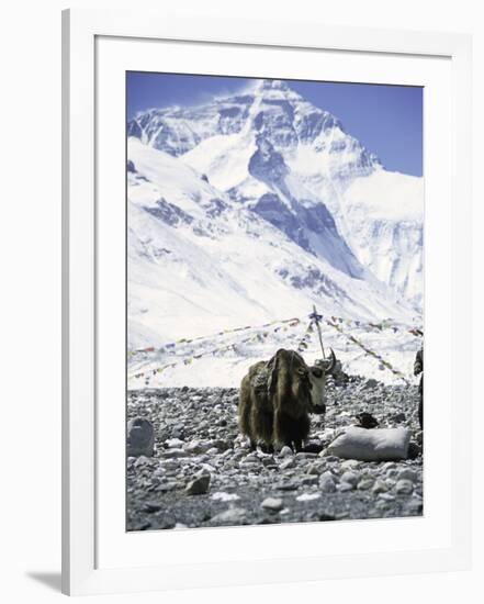 Yak in Front of Mount Everest-Michael Brown-Framed Photographic Print