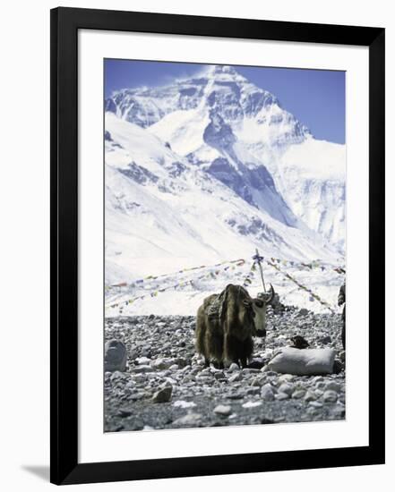 Yak in Front of Mount Everest-Michael Brown-Framed Photographic Print