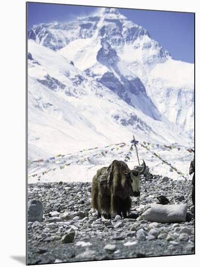 Yak in Front of Mount Everest-Michael Brown-Mounted Photographic Print
