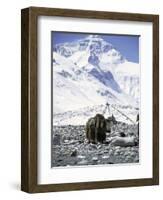 Yak in Front of Mount Everest-Michael Brown-Framed Photographic Print