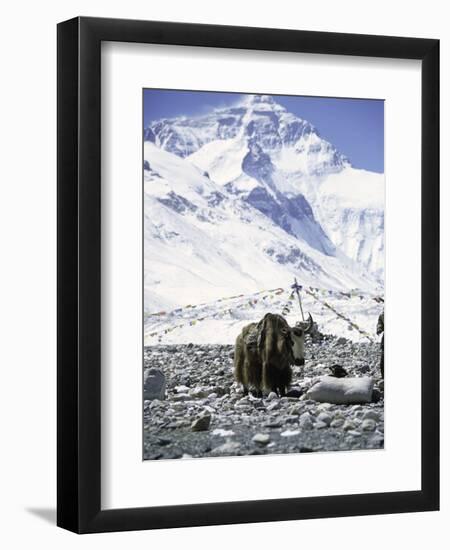 Yak in Front of Mount Everest-Michael Brown-Framed Photographic Print