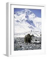 Yak in Front of Mount Everest-Michael Brown-Framed Photographic Print