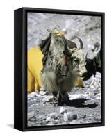 Yak in Tibet-Michael Brown-Framed Stretched Canvas