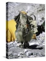 Yak in Tibet-Michael Brown-Stretched Canvas