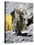 Yak in Tibet-Michael Brown-Stretched Canvas