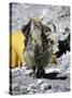 Yak in Tibet-Michael Brown-Stretched Canvas