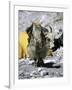 Yak in Tibet-Michael Brown-Framed Photographic Print