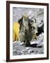 Yak in Tibet-Michael Brown-Framed Photographic Print