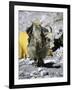 Yak in Tibet-Michael Brown-Framed Photographic Print