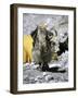 Yak in Tibet-Michael Brown-Framed Photographic Print