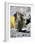 Yak in Tibet-Michael Brown-Framed Photographic Print