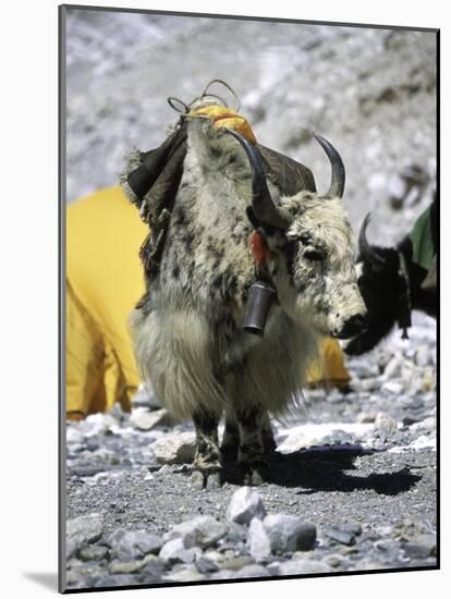 Yak in Tibet-Michael Brown-Mounted Photographic Print