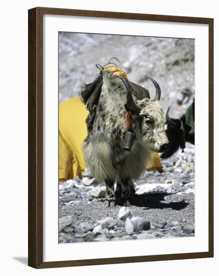 Yak in Tibet-Michael Brown-Framed Photographic Print