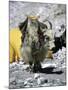 Yak in Tibet-Michael Brown-Mounted Photographic Print