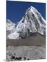 Yak on a Trail Below Kala Pattar and Pumori, 7165M, Sagarmatha National Park, Himalayas-Christian Kober-Mounted Photographic Print