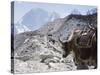 Yak on a Trail, Solu Khumbu Everest Region, Sagarmatha National Park, Himalayas, Nepal, Asia-Christian Kober-Stretched Canvas