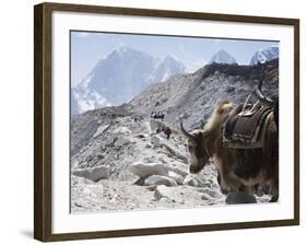 Yak on a Trail, Solu Khumbu Everest Region, Sagarmatha National Park, Himalayas, Nepal, Asia-Christian Kober-Framed Photographic Print