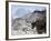 Yak on a Trail, Solu Khumbu Everest Region, Sagarmatha National Park, Himalayas, Nepal, Asia-Christian Kober-Framed Photographic Print