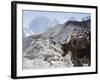 Yak on a Trail, Solu Khumbu Everest Region, Sagarmatha National Park, Himalayas, Nepal, Asia-Christian Kober-Framed Photographic Print