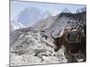 Yak on a Trail, Solu Khumbu Everest Region, Sagarmatha National Park, Himalayas, Nepal, Asia-Christian Kober-Mounted Photographic Print