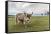 Yak on the shores of Hovsgol Lake, Hovsgol province, Mongolia, Central Asia, Asia-Francesco Vaninetti-Framed Stretched Canvas