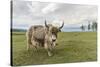 Yak on the shores of Hovsgol Lake, Hovsgol province, Mongolia, Central Asia, Asia-Francesco Vaninetti-Stretched Canvas