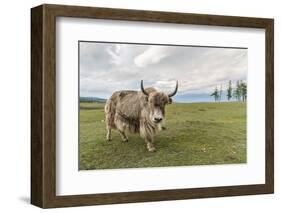 Yak on the shores of Hovsgol Lake, Hovsgol province, Mongolia, Central Asia, Asia-Francesco Vaninetti-Framed Photographic Print