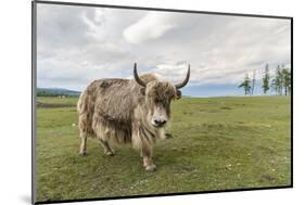 Yak on the shores of Hovsgol Lake, Hovsgol province, Mongolia, Central Asia, Asia-Francesco Vaninetti-Mounted Photographic Print