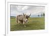 Yak on the shores of Hovsgol Lake, Hovsgol province, Mongolia, Central Asia, Asia-Francesco Vaninetti-Framed Photographic Print