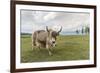 Yak on the shores of Hovsgol Lake, Hovsgol province, Mongolia, Central Asia, Asia-Francesco Vaninetti-Framed Photographic Print