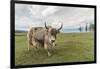 Yak on the shores of Hovsgol Lake, Hovsgol province, Mongolia, Central Asia, Asia-Francesco Vaninetti-Framed Photographic Print