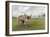 Yak on the shores of Hovsgol Lake, Hovsgol province, Mongolia, Central Asia, Asia-Francesco Vaninetti-Framed Photographic Print