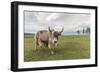 Yak on the shores of Hovsgol Lake, Hovsgol province, Mongolia, Central Asia, Asia-Francesco Vaninetti-Framed Photographic Print